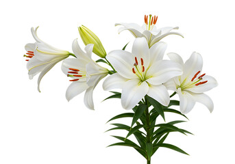 Fototapeta premium Elegant white lilies isolated on transparent background for wedding, decoration, and floral design projects.