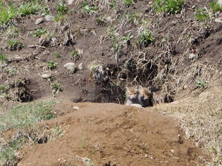 巣穴かな顔を出す子狐
