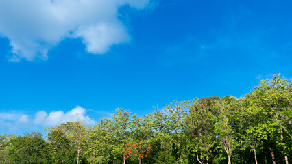 Vibrant blue sky with scattered white clouds above a line of lush green trees. Perspective is looking up towards the sky. Capturing a clear day.