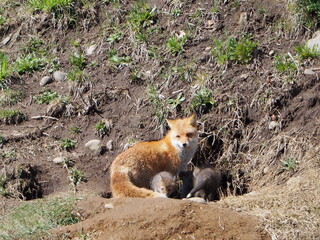 巣穴から顔を出すキタキツネの親子