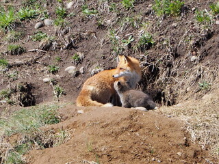 巣穴から顔を出すキタキツネの親子