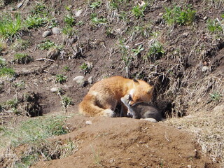 巣穴から顔を出すキタキツネの親子