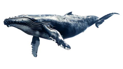 A whale with a transparent background.