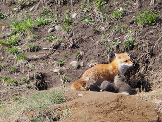 巣穴から顔を出すキタキツネの親子