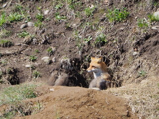巣穴から顔を出すキタキツネの親子
