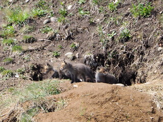 巣穴かな顔を出す子狐