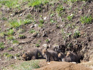 巣穴かな顔を出す子狐