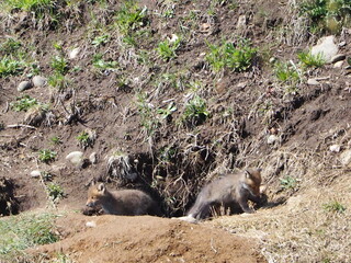 巣穴かな顔を出す子狐