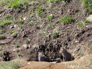 巣穴かな顔を出す子狐