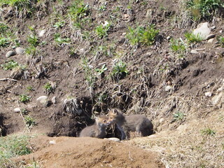 巣穴かな顔を出す子狐