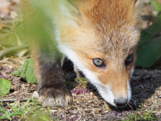 無邪気な子ぎつね