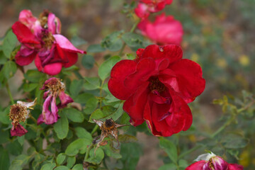 Fototapeta premium Beautiful red rose flower closeup in garden, A very beautiful red rose flower bloomed on the rose tree, Rose flower closeup, bloom flowers, Natural spring flower, Natural floral background,