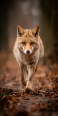 Fototapeta premium Enchanted Fox Trotting Through a Sun-Dappled Forest