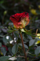 Fototapeta premium Beautiful red rose flower closeup in garden, A very beautiful red rose flower bloomed on the rose tree, Rose flower closeup, bloom flowers, Natural spring flower, Natural floral background,