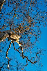 Herbstliche Farbenpracht: Baumkrone mit welken Blättern vor einem tiefblauen Abendhimmel im Alevitischen Teil des "St. Thomas-Kirchhofs" von Berlin-Neukölln