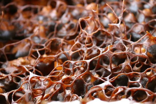 The beauty of the nest made by Trigona bees to produce kelulut honey in the stup