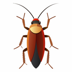 cockroach isolated on white background