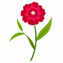pink dahlia flower isolated
