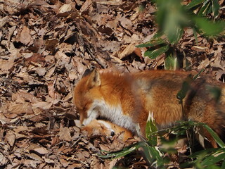 親子のキタキツネ