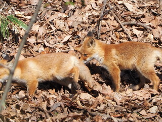 無邪気な子ぎつね