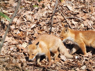 無邪気な子ぎつね