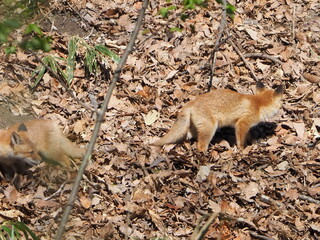 無邪気な子ぎつね