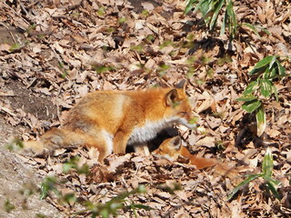 親子のキタキツネ