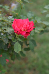 Obraz premium Beautiful red rose flower closeup in garden, A very beautiful red rose flower bloomed on the rose tree, Rose flower closeup, bloom flowers, Natural spring flower, Natural floral background,