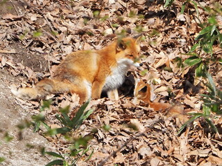 親子のキタキツネ