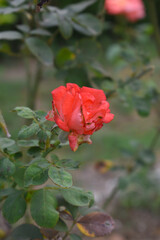 Beautiful red rose flower closeup in garden, A very beautiful red rose flower bloomed on the rose tree, Rose flower closeup, bloom flowers, Natural spring flower, Natural floral background,