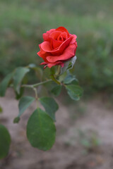 Beautiful red rose flower closeup in garden, A very beautiful red rose flower bloomed on the rose tree, Rose flower closeup, bloom flowers, Natural spring flower, Natural floral background,