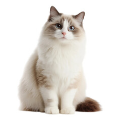 Obraz premium Cute Ragdoll cat sits upright with natural posture,PNG,clipart,transparent,clean and minimal look