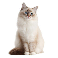 Cute Ragdoll cat sits upright with natural posture,PNG,clipart,transparent,clean and minimal look
