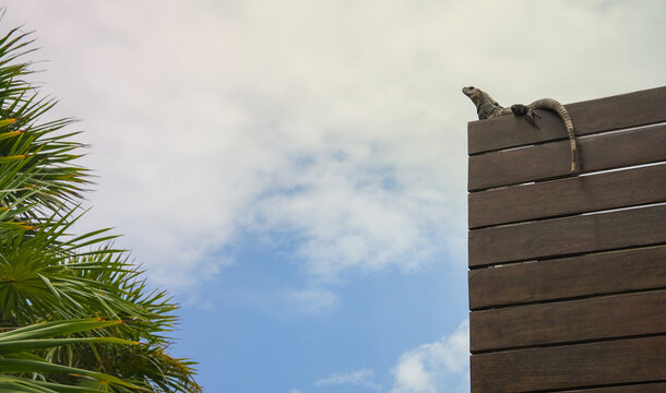 Iguana Perched On Wooden Fence Post