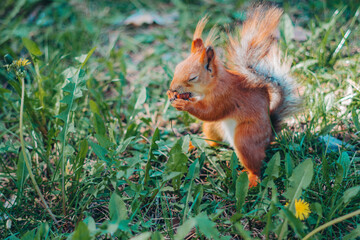 A squirrel runs on the grass © evastud
