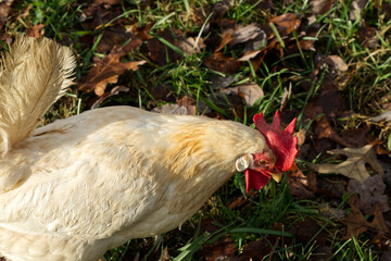 A Chicken looking down, where leaves and grass are