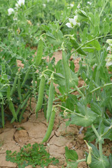 Green peas grow in the garden Beautiful close up of green fresh peas and pea pods. Healthy food, Bush of sweet pea with ripe pods cultivated on vegetable garden, green peas closeup in nature, Pakistan