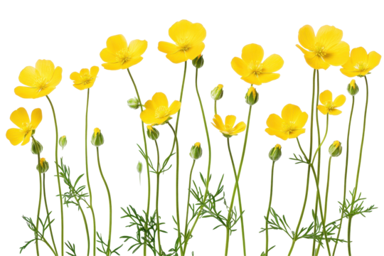 Meadow field buttercup stems in transparent PNG ideal for use in nature based digital designs - Powered by Adobe