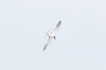 sea bird diving