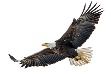 Naklejka premium Majestic bald eagle in flight isolated on a white background png