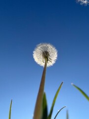 Naklejka premium Pusteblume