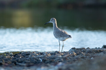 heron on the beach
