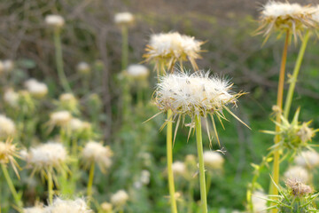 Pink milk thistle flower on green background, Field with Silybum marianum (Milk Thistle) , Medical plants.Blessed milk thistle pink flowersin field. Silybum marianum herbal remedy plant. Banner.