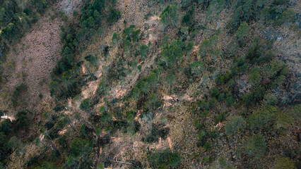 Aerial view of illegal logging in a natural forest. Drone image reveals environmental destruction, deforestation, and ecosystem degradation in a protected area.