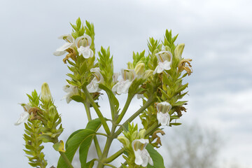 A green Plant of Justicia adhatoda vasica or malabar nut plant in selective focus and background blur, the white Justicia adhatoda blossom in spring, Chakwal, Punjab, Pakistan
