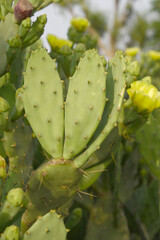 Eastern Prickly Pear Cactus (Opuntia humifusa) devil's-tongue or Indian fig, wild plant in nature closeup shot, prickly pear is a species of cactus that has long been a domesticated crop plant