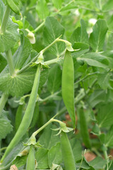 Fototapeta premium Green peas grow in the garden Beautiful close up of green fresh peas and pea pods. Healthy food, Bush of sweet pea with ripe pods cultivated on vegetable garden, green peas closeup in nature, Pakistan