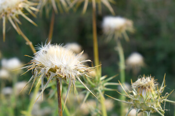 Pink milk thistle flower on green background, Field with Silybum marianum (Milk Thistle) , Medical...