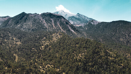 High-altitude forests of Pinus hartwegii, a pine species that only grows above 3,000 meters. Unique...