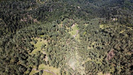 High-altitude forests of Pinus hartwegii, a pine species that only grows above 3,000 meters. Unique...